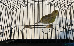 Canaries birds for sale: Fife canaries for sale  - Image 2