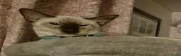 Siamese cats for sale: Modern type chocolate point male  - Advert 4