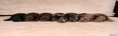 Cockapoo Puppy 6
