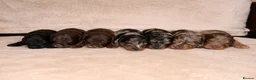 Cockapoo dogs for sale: Cockapoo Puppys ⭐️ - Advert 10