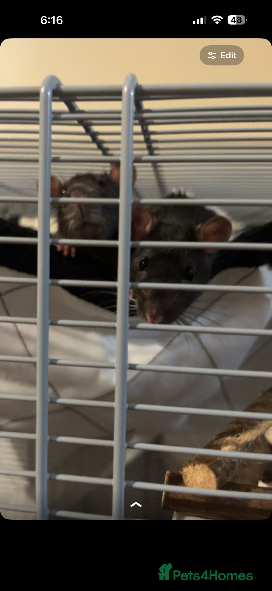 Rat rodents 2 male rats  - Advert 15