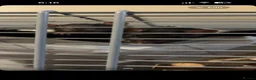 Rat rodents for sale: 2 male rats  in Ipswich - Advert 1