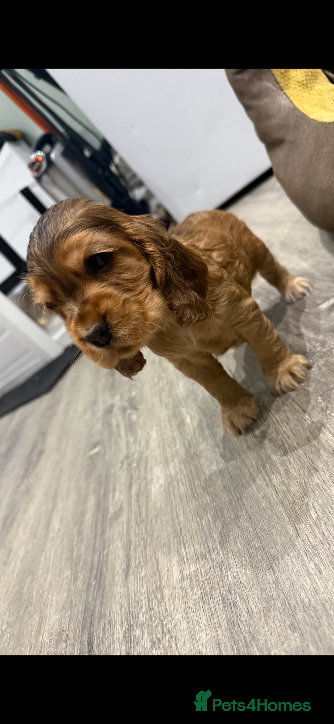 Cocker Spaniel dogs for sale: 🐶 Beautiful Show-Type Cocker Spaniel Puppies 🐶 - Advert 2