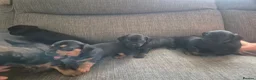 Mixed Breed dogs for sale: Little of 6 beautiful pups in Salisbury - Advert 11