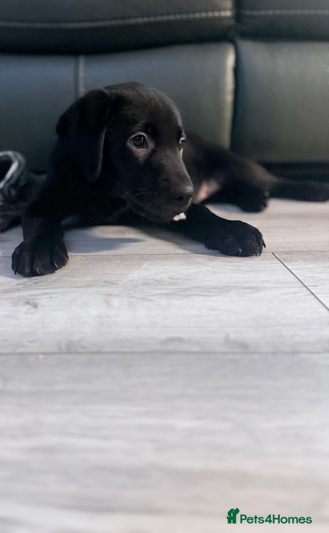 Labrador Retriever dogs for sale: Female Labrador puppy - Advert 2