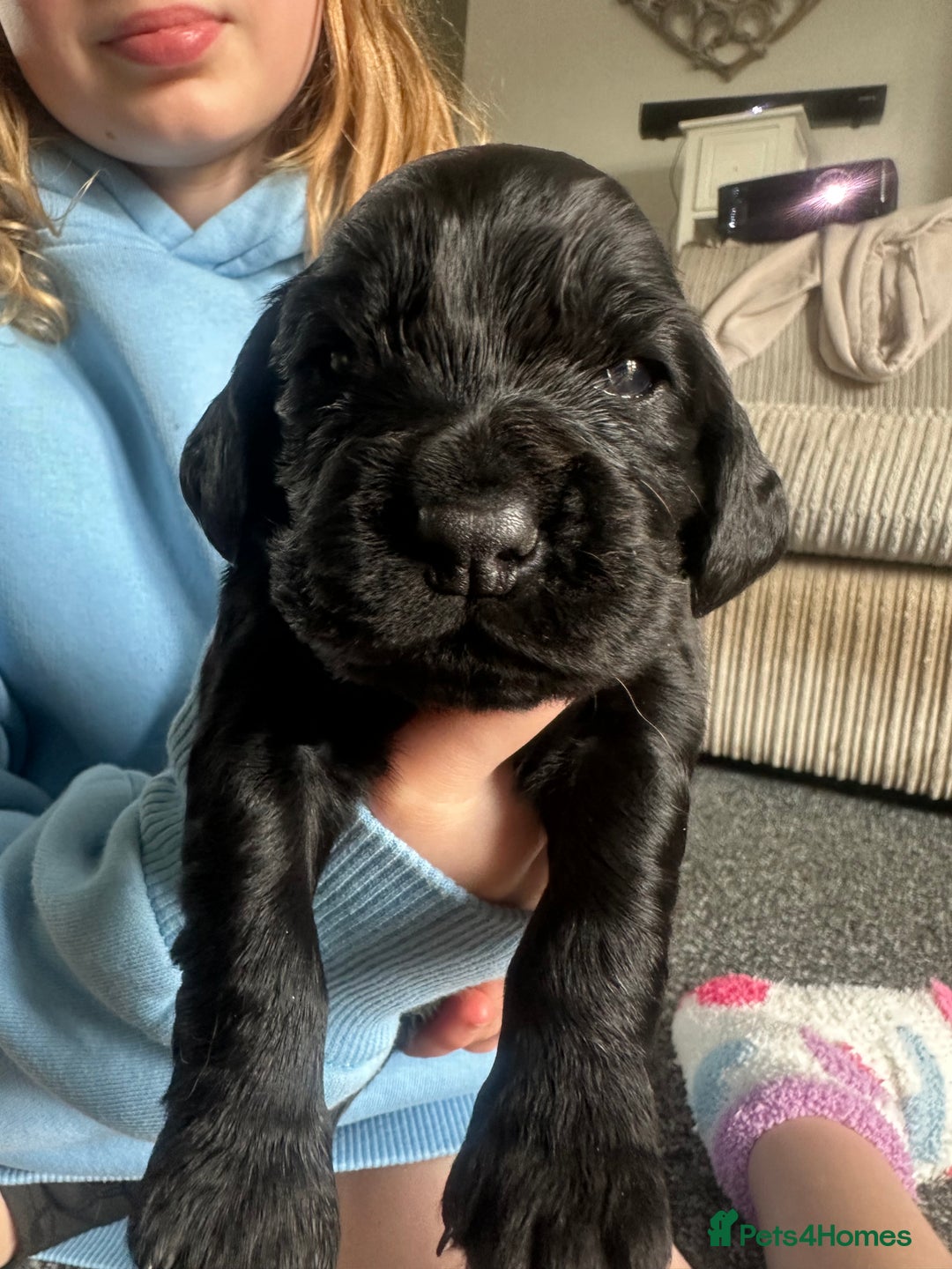 Cocker Spaniel dogs for sale: Beautiful Cocker Spaniel Puppies - Image 7