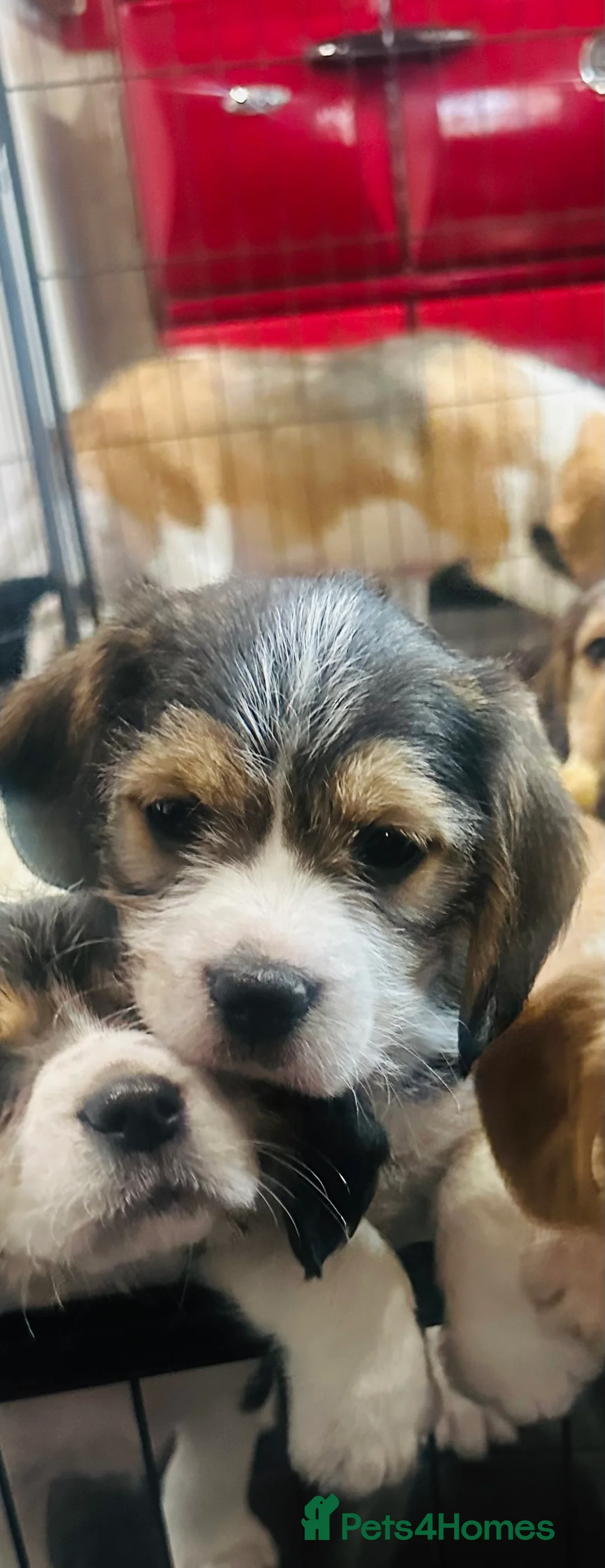 Mixed Breed dogs for sale: 🐾 Absolutely adorable Beagle x Cavapoo 🐾  - Advert 6