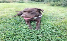 Labrador Retriever dogs for stud: Stud dog - Image 1