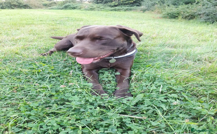 Labrador Retriever dogs - Advert 11