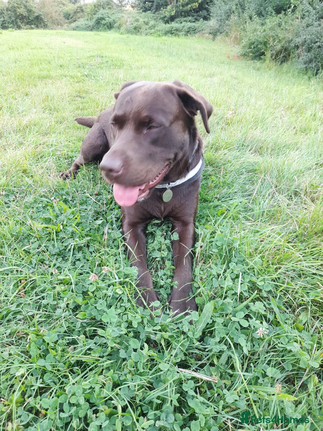 Labrador Retriever dogs for stud: Stud dog - Image 1