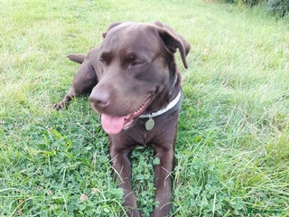 Labrador Retriever dogs - Advert 19