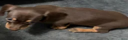 Miniature Dachshund dogs for sale: Stunning Miniature Dachshund Babies 💙🩷🩷🩷 - Advert 21
