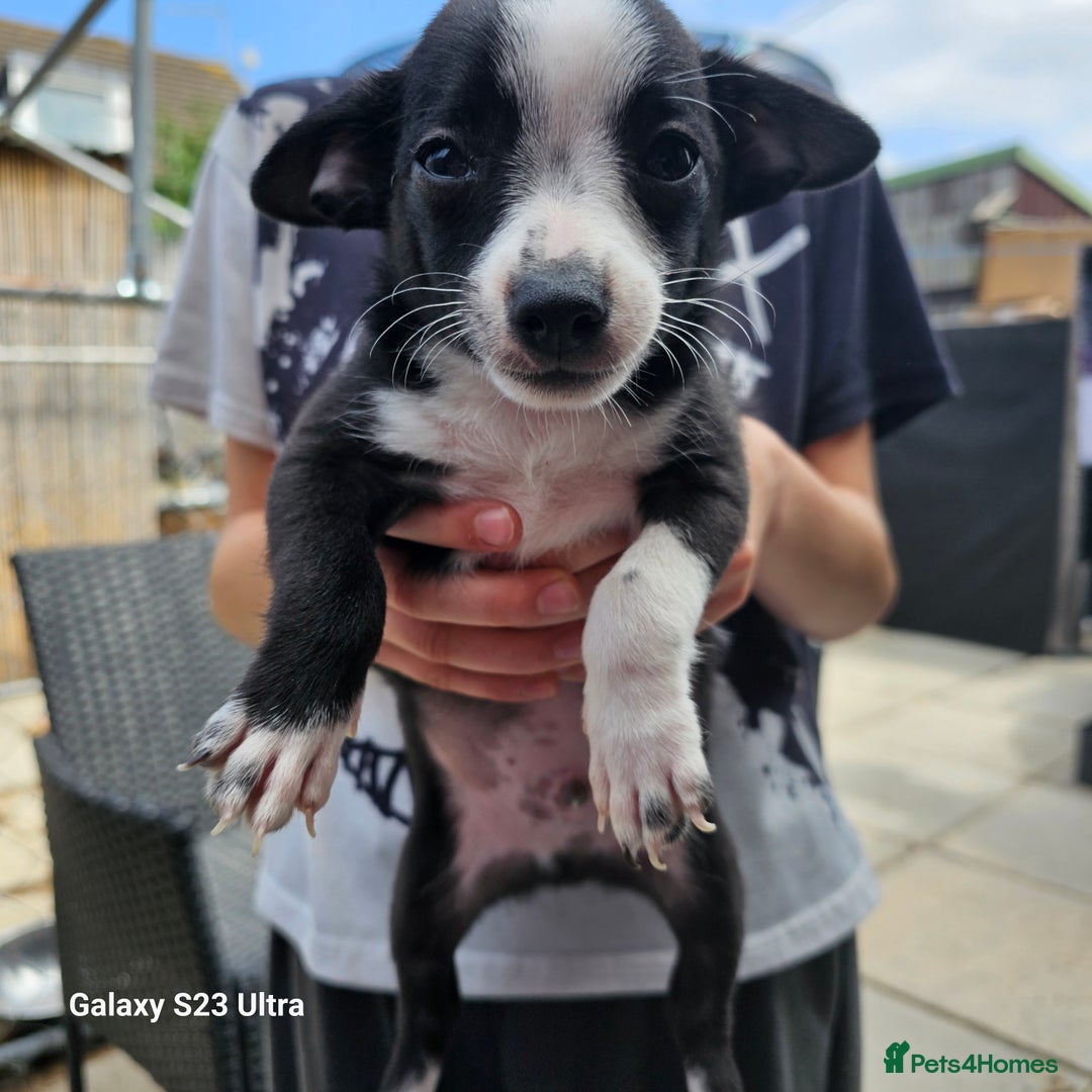 Pomchi dogs for sale: 1 boy and 1 girl left reduced ready now - Image 6