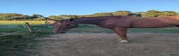 Irish Thoroughbred horses for sale: Hector - Advert 2