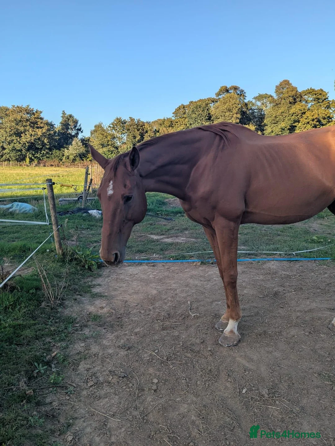 Irish Thoroughbred horses for sale: Hector - Advert 2