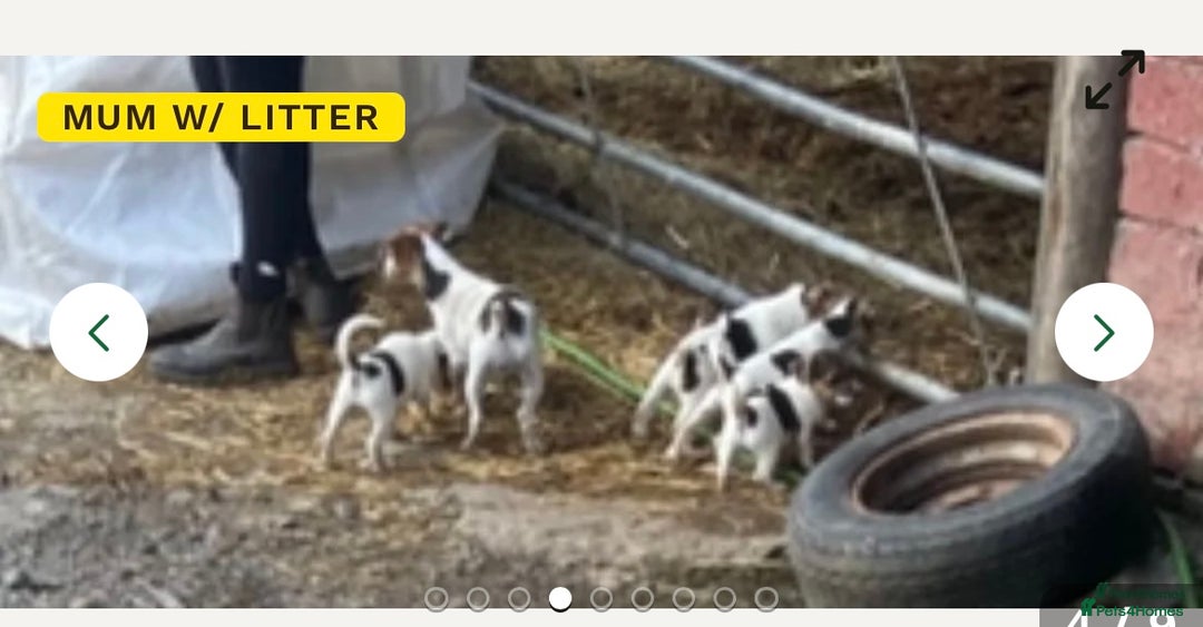 Jack Russell dogs for sale: Female jack russell - Image 3