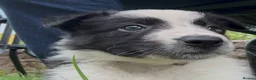 Border Collie dogs for sale: Stunning Border Collies - Advert 23