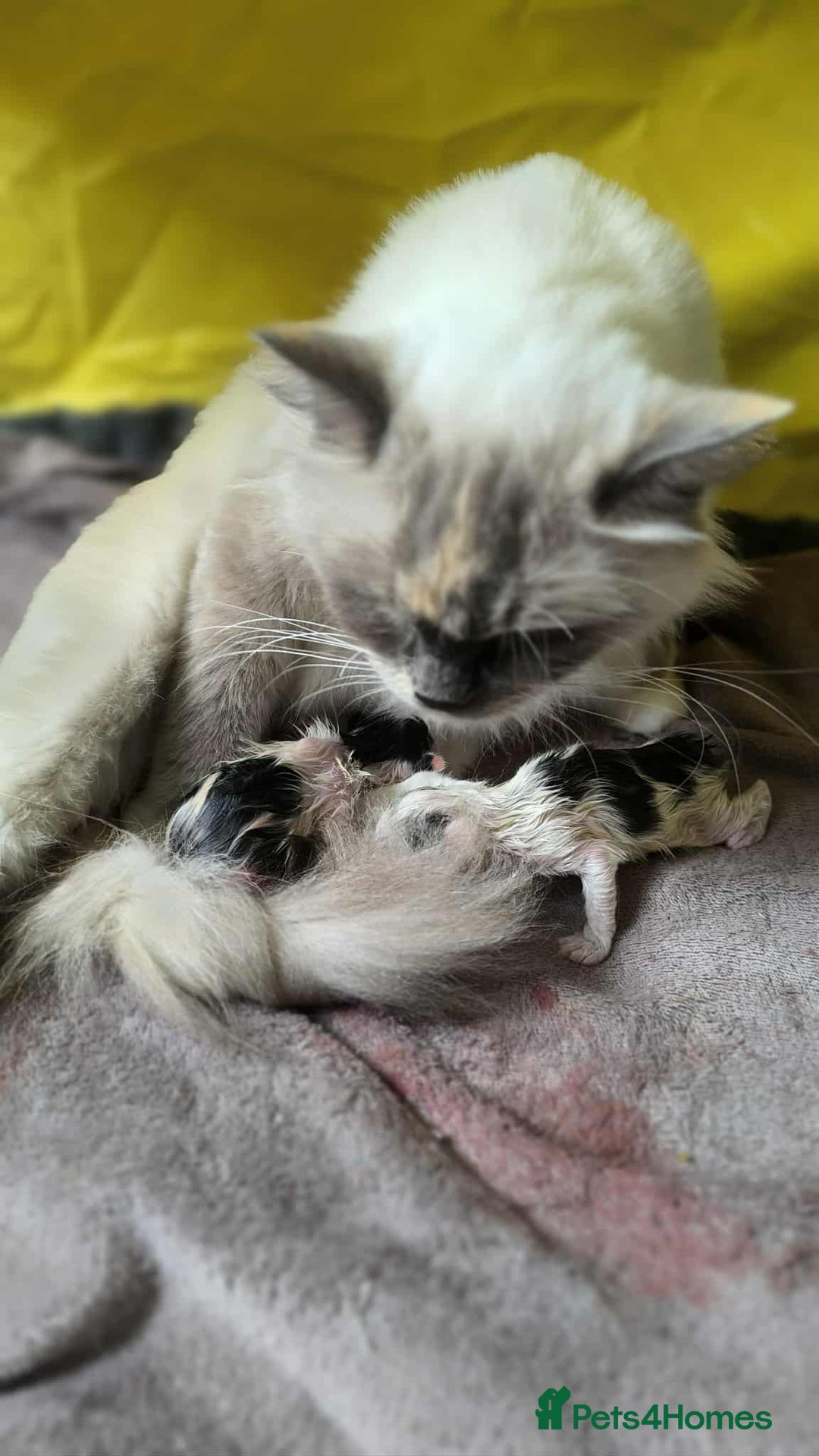 Mixed Breed cats for sale: Mix Ragdoll /Domestic cat  - Image 2