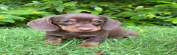 Miniature Dachshund dogs for sale: Gorgeous KC registered Minature Daxi puppies  - Advert 7