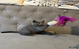 Scottish Fold cats for sale: Amazing Kittens Waiting for You! Just 2 left🥰 - Image 30