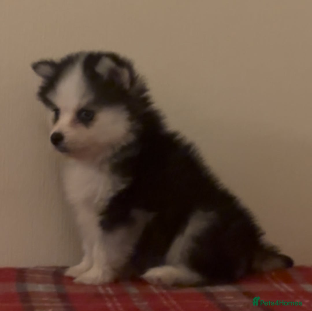 Pomsky dogs for sale: Toy Pomsky Multigenerational - Advert 5