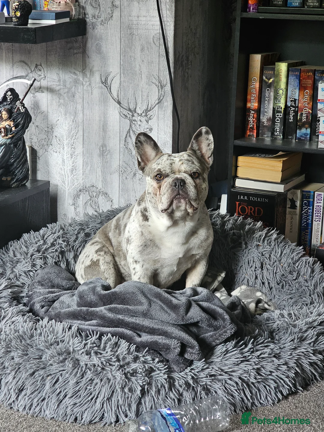 French Bulldog dogs for sale: Gorgeous Blue Merle Frenchie Pup - Advert 2
