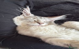 Maine Coon cats for sale: Two mainecoons kittens Sally and Harry silver - Image 12