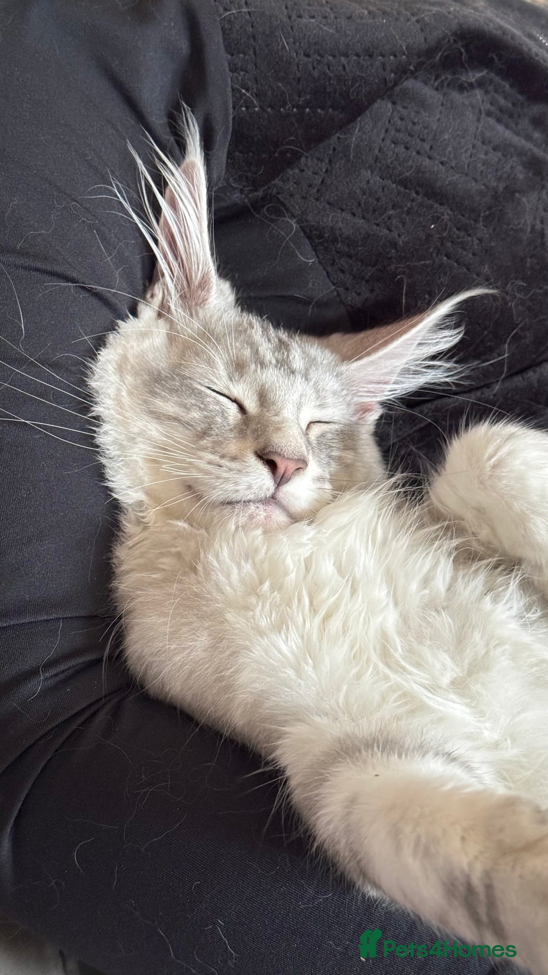 Maine Coon cats for sale: Two mainecoons kittens Sally and Harry silver - Image 12