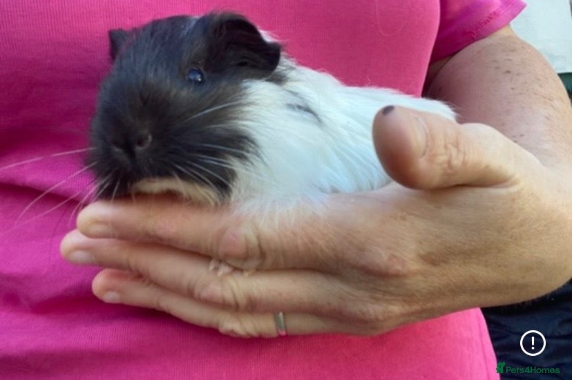 Guinea Pig rodents for sale: Guinea pigs  - Advert 2