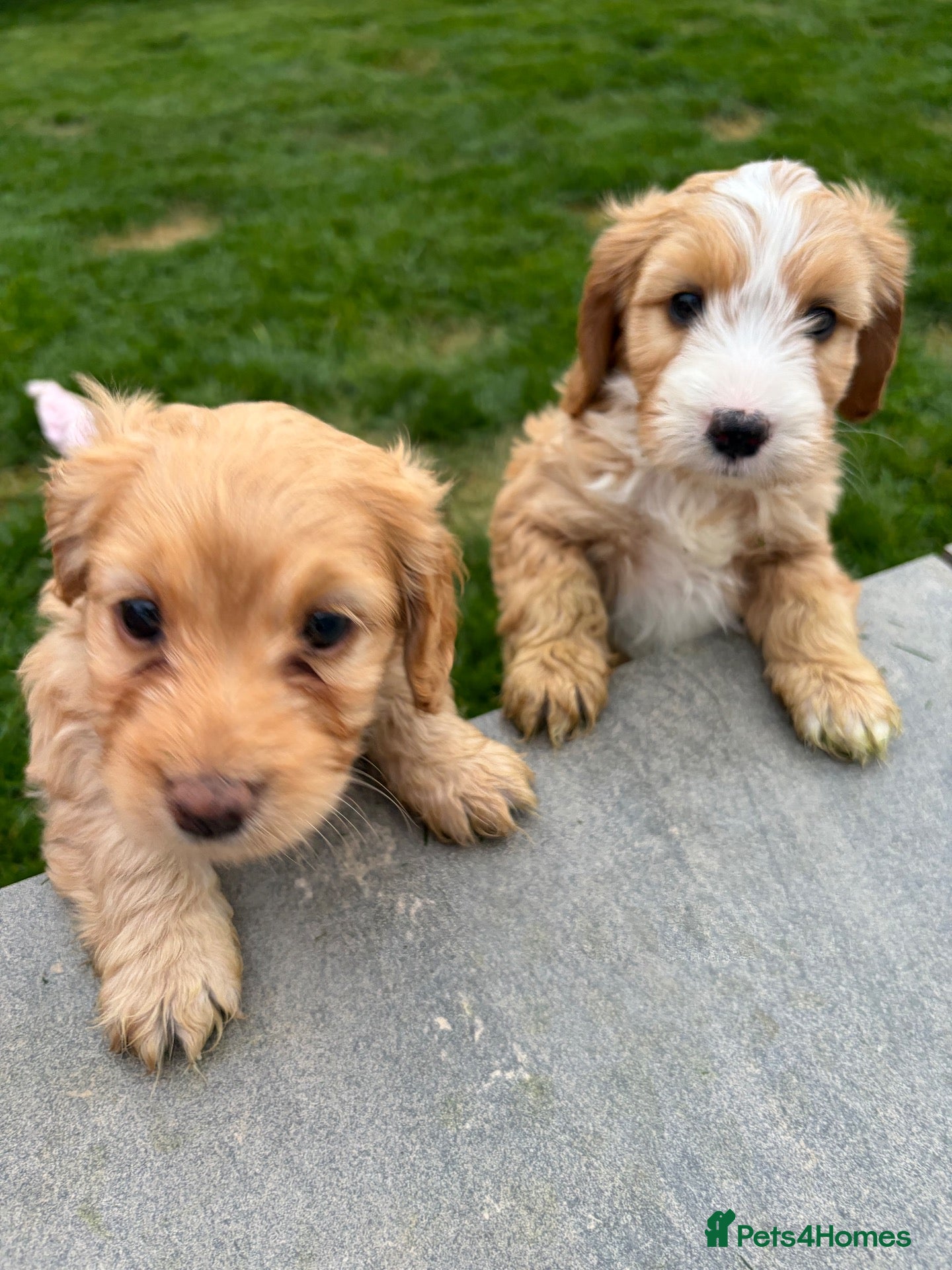 Cockapoo dogs 5 miniature cockapoos  - Advert 2