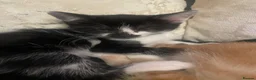 Mixed Breed cats for sale: 6 Beautiful Kittens ready to go  - Advert 3