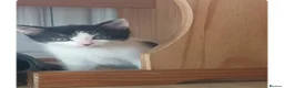 Mixed Breed cats for sale: Kittens for sale - Advert 2