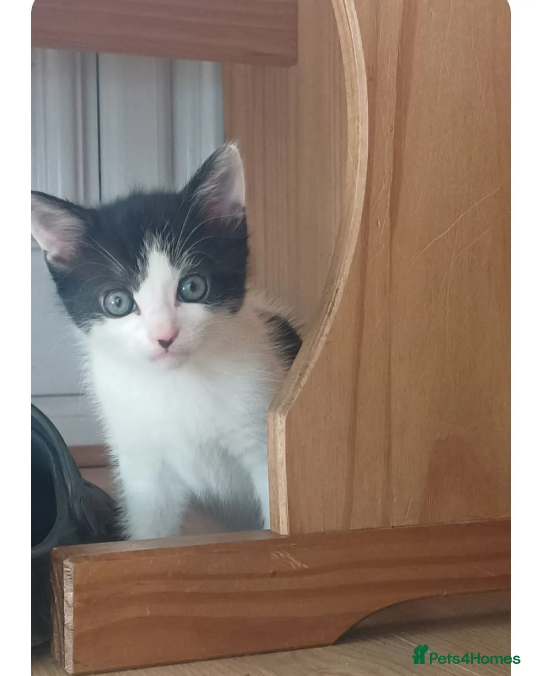 Mixed Breed cats for sale: Kittens for sale - Advert 2
