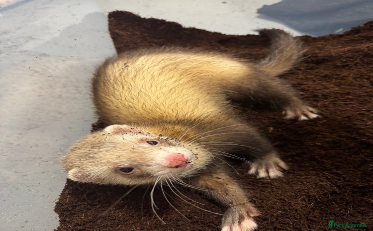 Ferret rodents - Advert 1