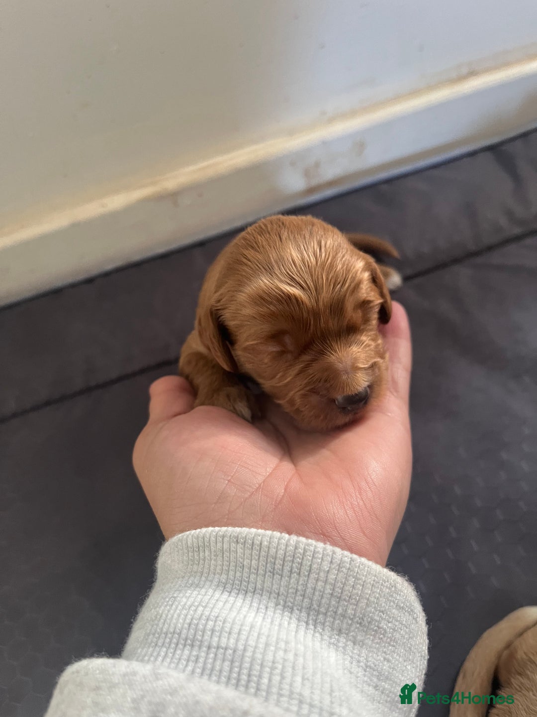 Cockapoo dogs for sale: Cockapoo puppies  - Advert 9