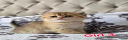 Scottish Fold cats for sale: Adorable Scottish Fold and Straight kittens 💙💜  - Advert 11