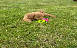 Cockapoo dogs for sale: Fantastic cockerpoos ready for new homes - Image 15
