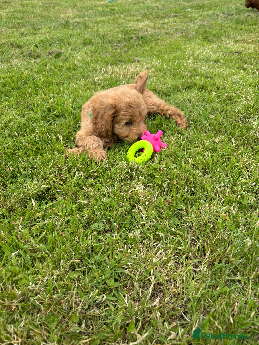 Cockapoo dogs for sale: Fantastic cockerpoos ready for new homes - Image 15