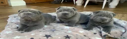 Mixed Breed dogs for sale: Bullpei litter - Shar pei X French Bulldog - Advert 21