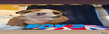 English Bulldog 2