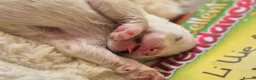 Samoyed dogs for sale: Beautiful samoyed litter - Advert 3