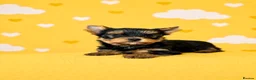 Yorkshire Terrier dogs for sale: Outstanding Show Quality RKC Registered Puppies - Advert 16
