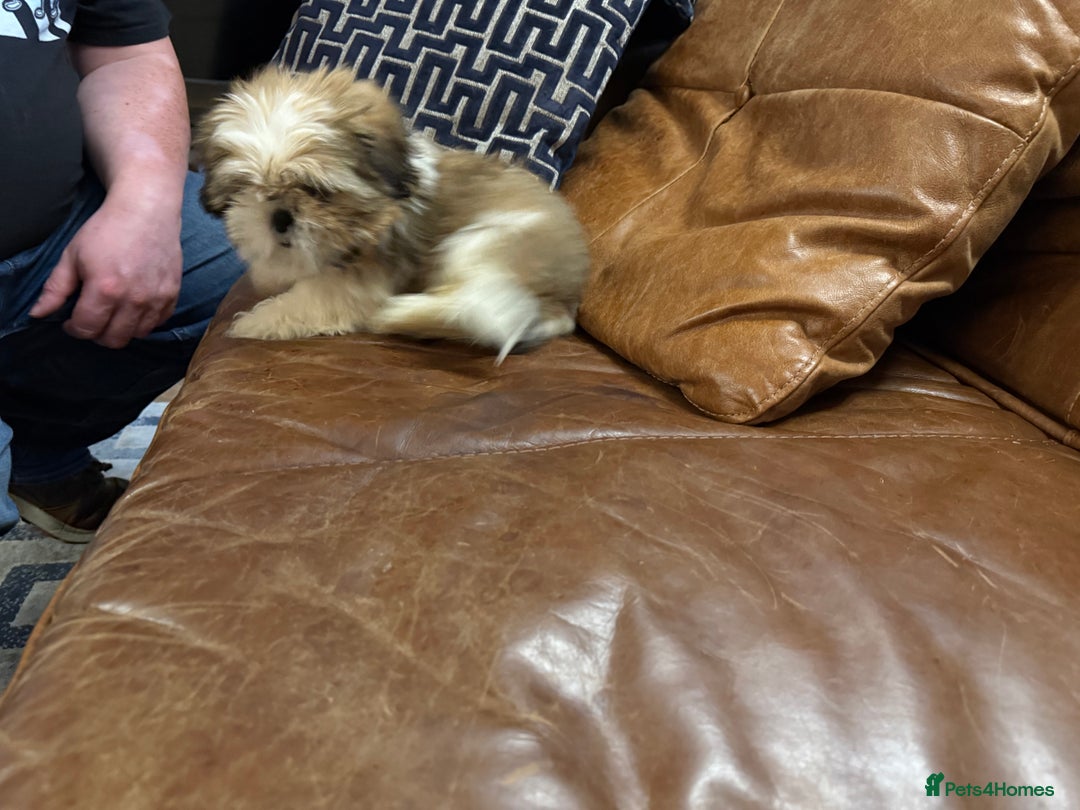 Shih Tzu dogs for sale: Shih Tzu Puppies - Image 4