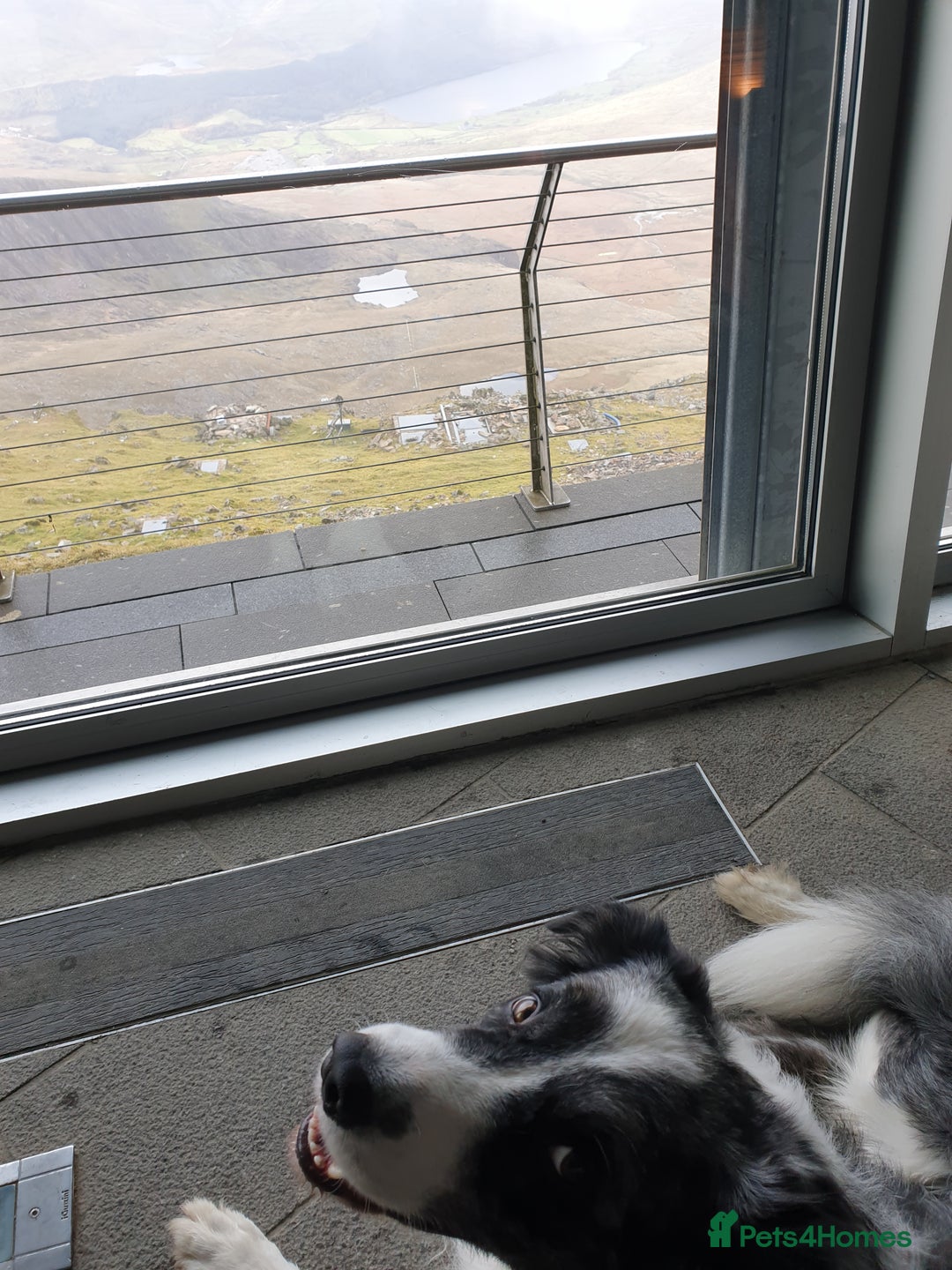 Border Collie dogs for stud: *proven* health tested working merle border collie in Leeds - Advert 6