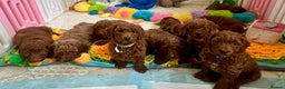 Goldendoodle dogs for sale: multigenerational Australian Golden doubledoodles - Advert 10