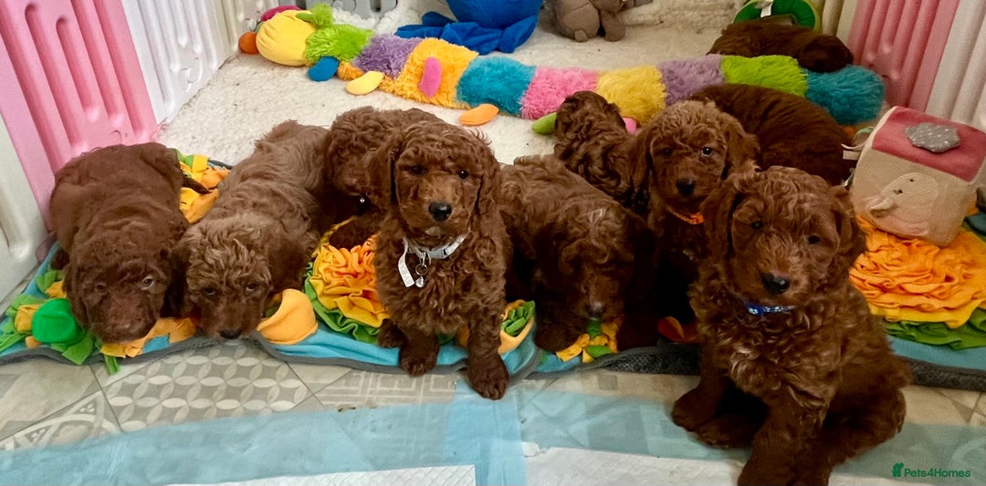 Goldendoodle dogs for sale: multigenerational Australian Golden doubledoodles - Advert 10