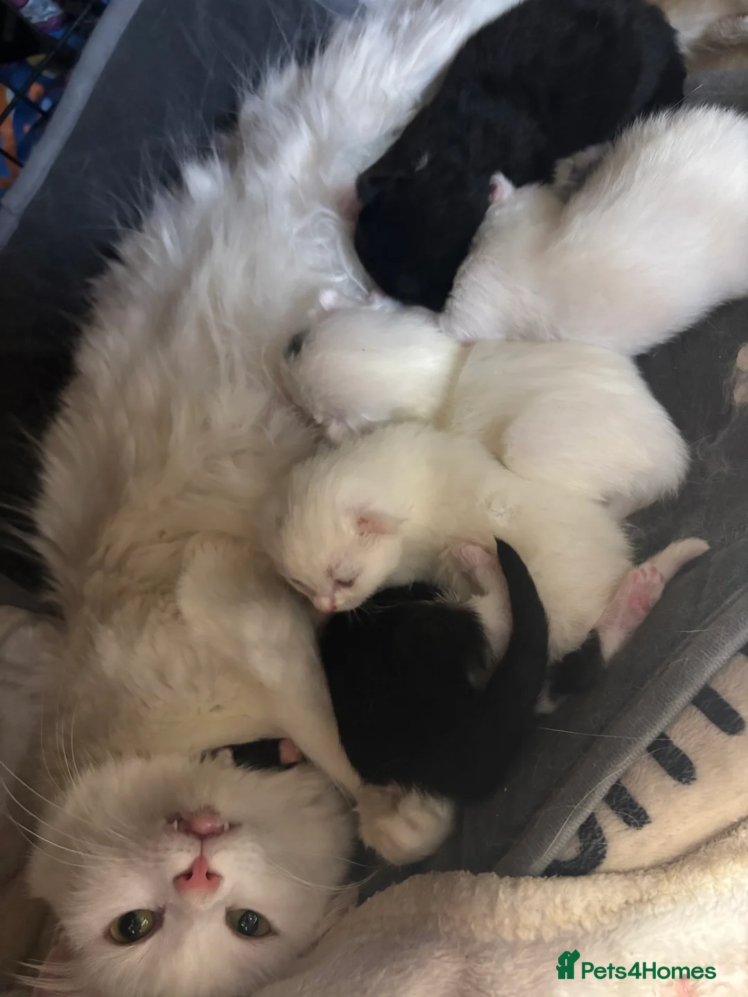 Maine Coon cats for sale: Mainecoon cross ragdoll  - Advert 2
