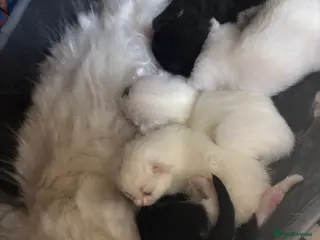 Maine Coon cats Mainecoon cross ragdoll - Advert 15