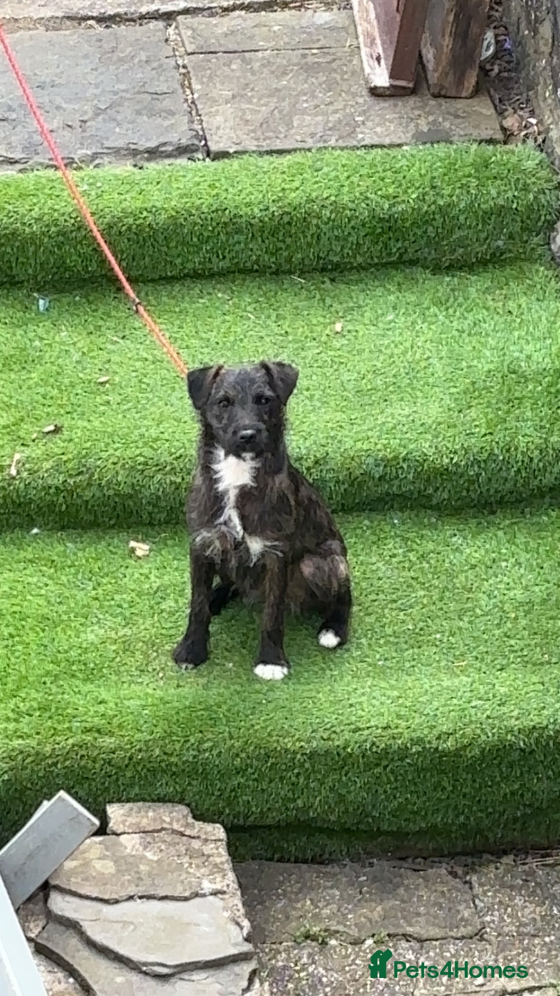 Patterjack dogs for sale: Here is my friendly loving pup cracker  - Advert 2