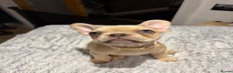 French Bulldog dogs for sale: 🐾 FRENCH BULLDOG PUPPIES 🐾 - Advert 10